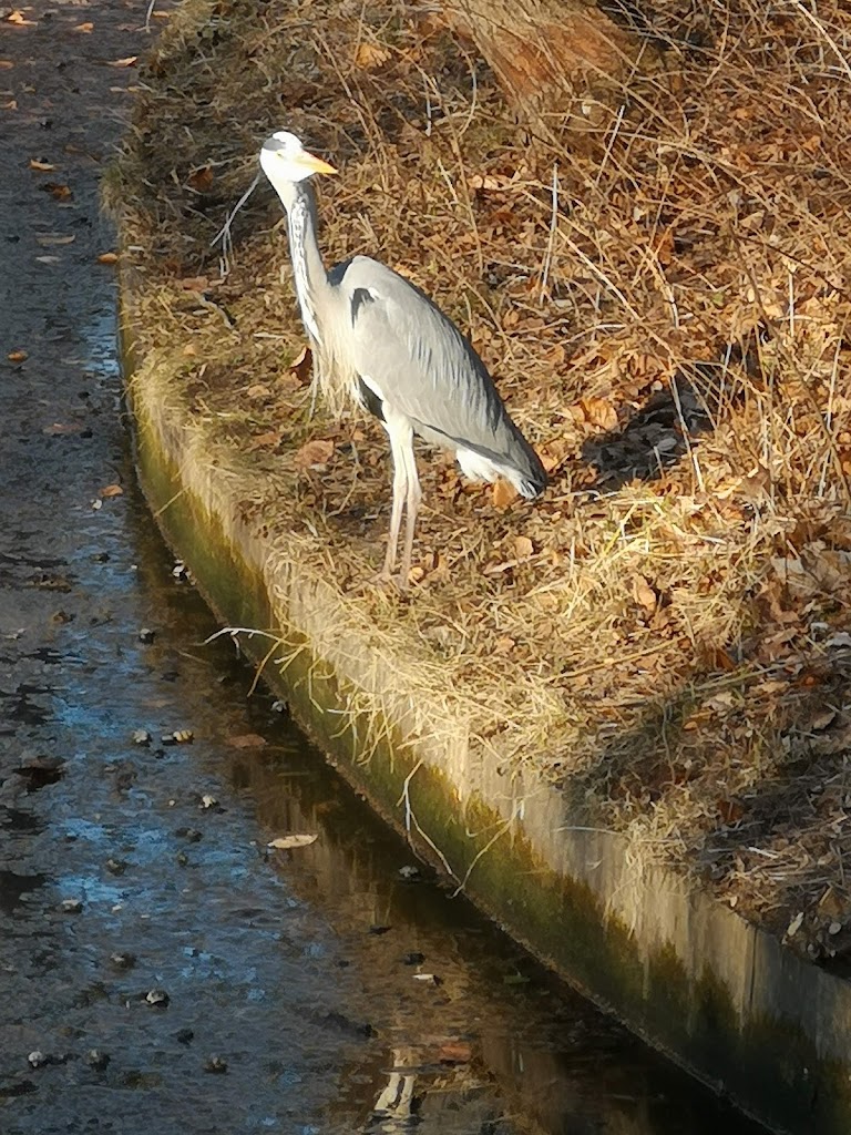 frederiksberg-gardens-8.jpeg