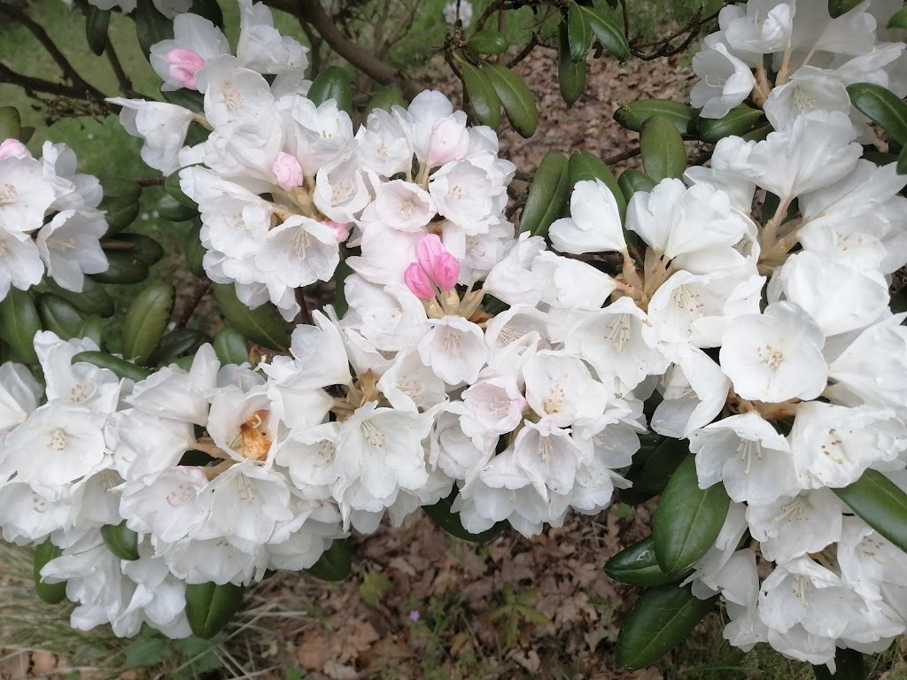 rhododendronparken-1.jpeg