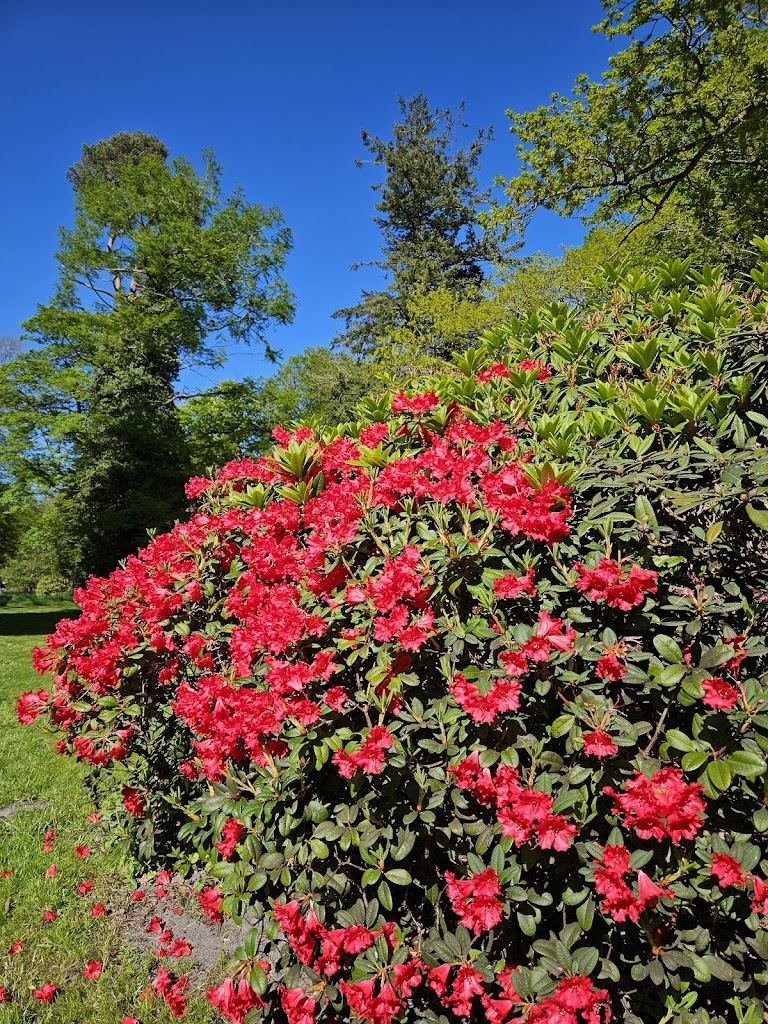 rhododendronparken-11.jpeg