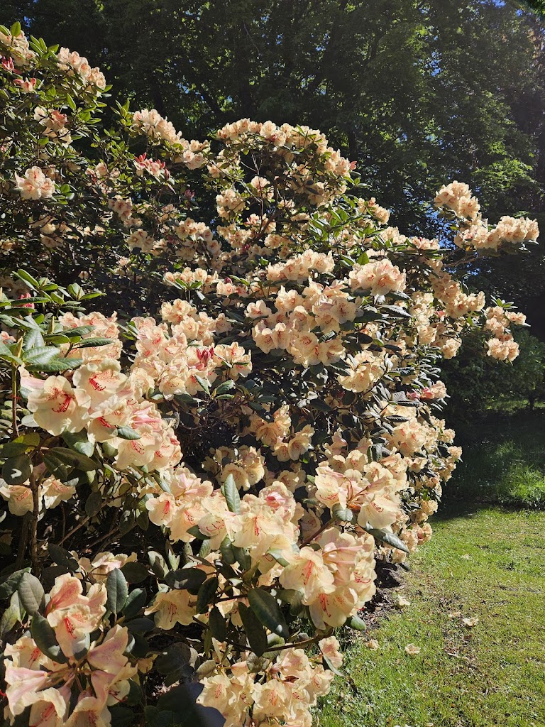 rhododendronparken-12.jpeg