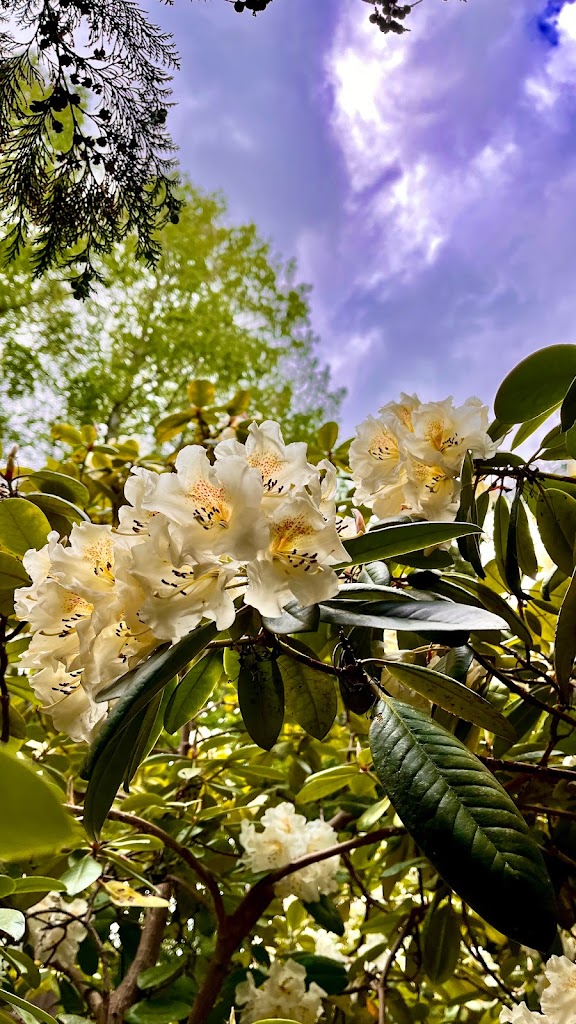 rhododendronparken-13.jpeg