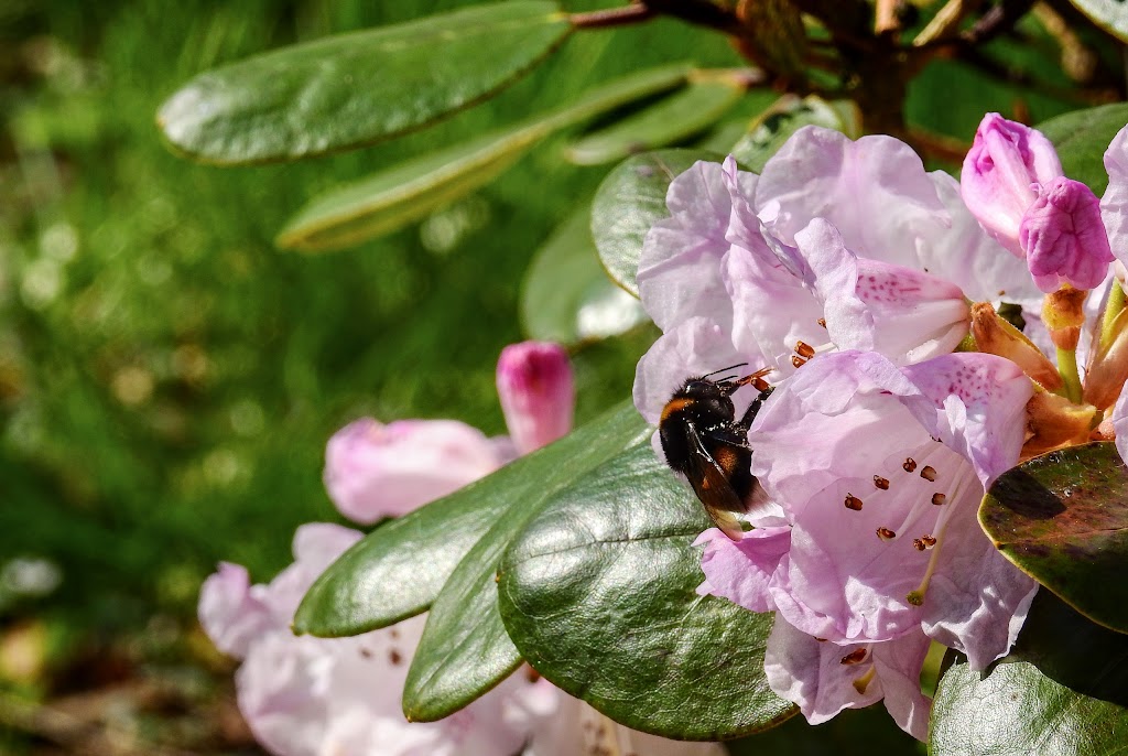 rhododendronparken-14.jpeg