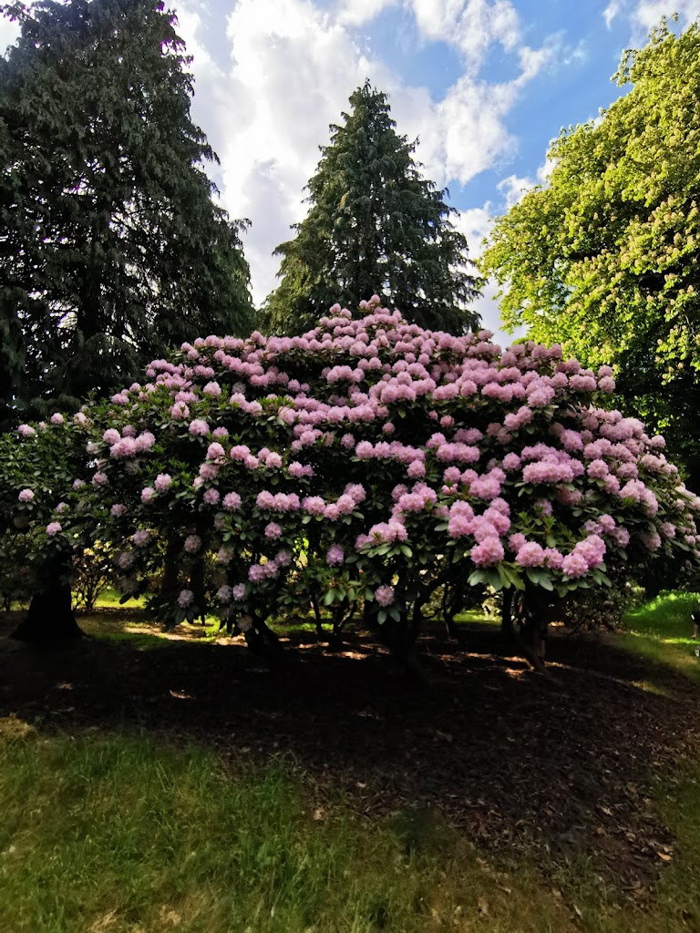 rhododendronparken-18.jpeg