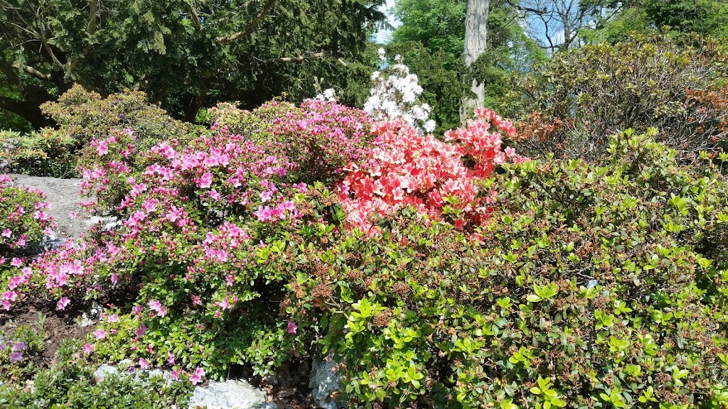 rhododendronparken-2.jpeg