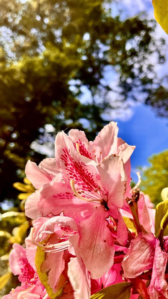 rhododendronparken-4.jpeg