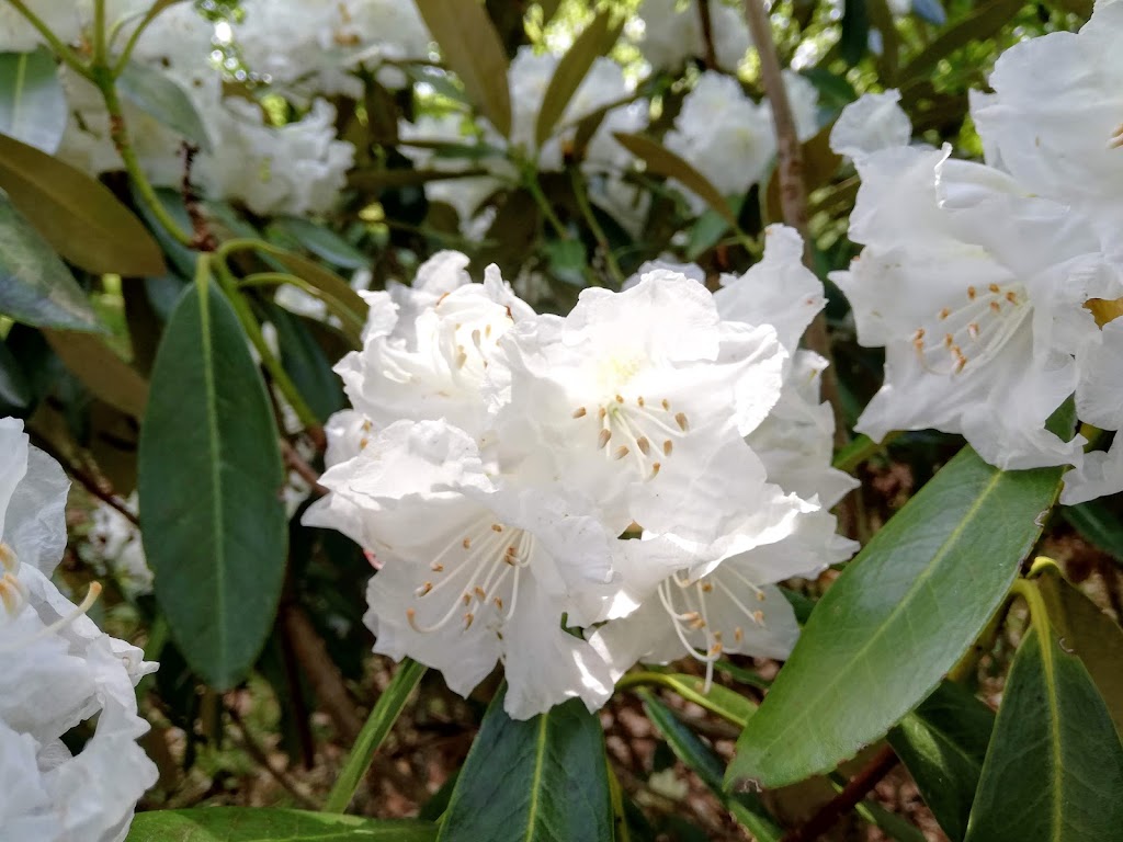 rhododendronparken-5.jpeg