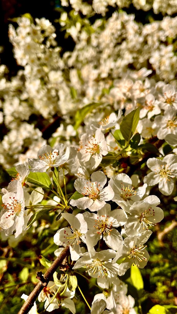 rhododendronparken-8.jpeg