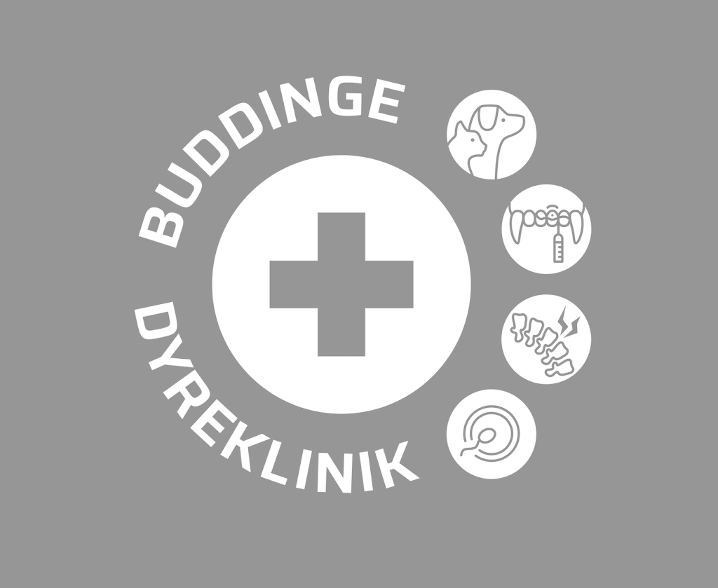 buddinge-dyreklinik-14.jpeg