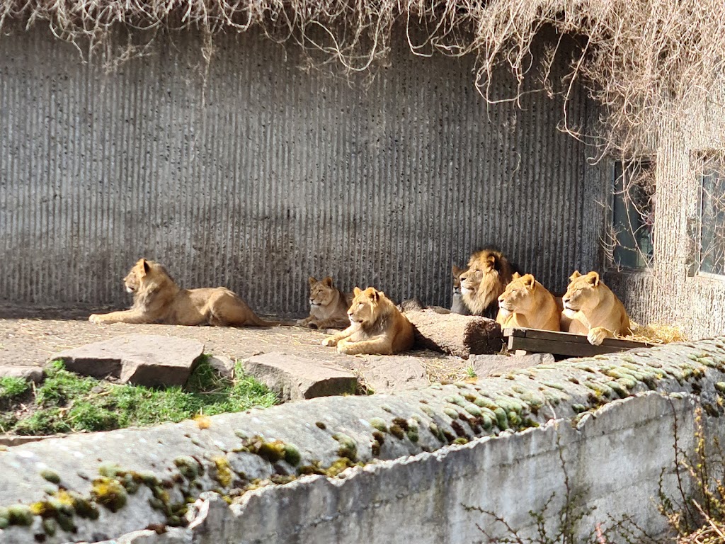 copenhagen-zoo-8.jpeg