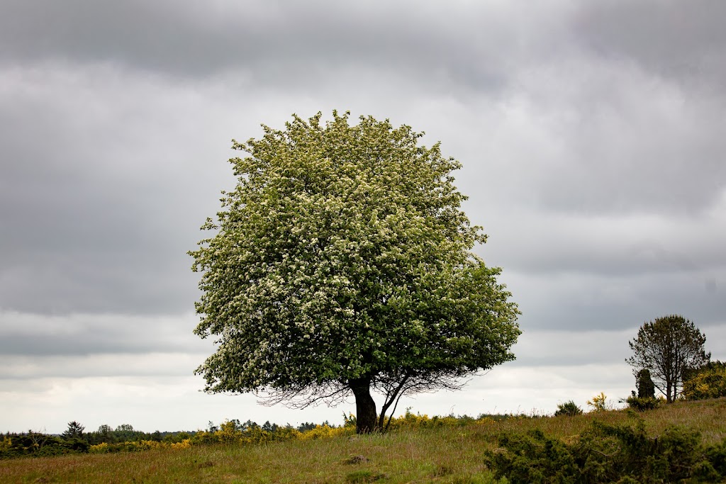 den-danske-naturfond-6.jpeg