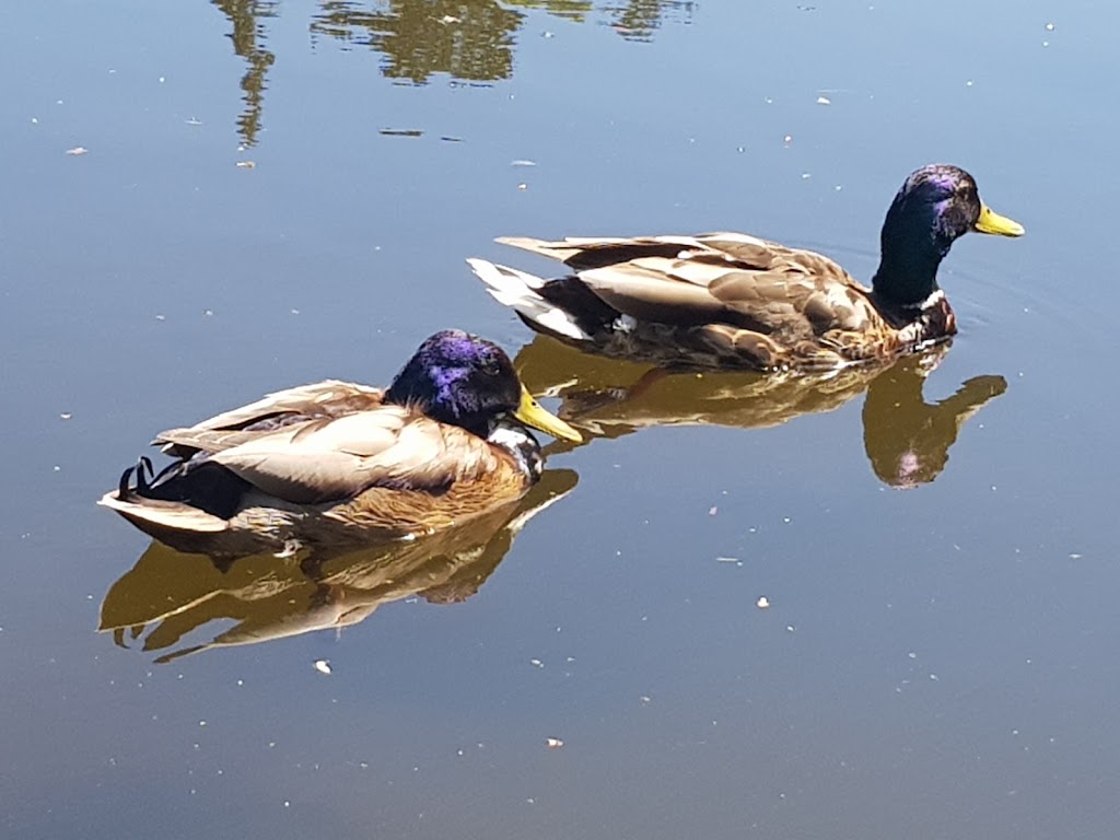 the-boats-in-frederiksberg-gardens-17.jpeg