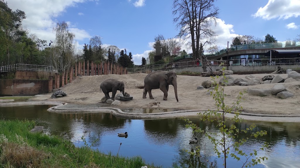 viewpoint-to-the-zoos-elephants-1.jpeg