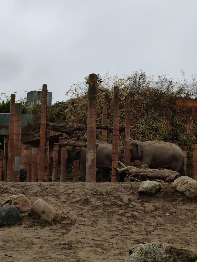 viewpoint-to-the-zoos-elephants-11.jpeg