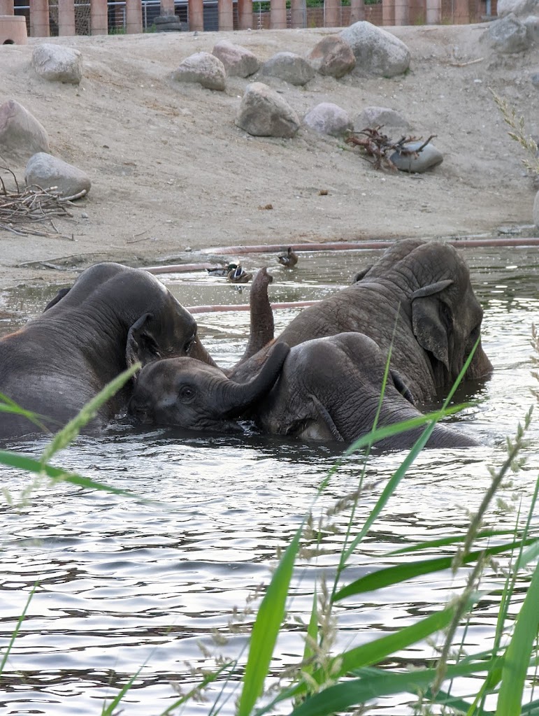 viewpoint-to-the-zoos-elephants-9.jpeg