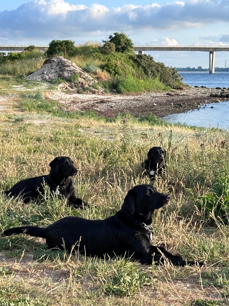 frederikssund-vinterbader-badebro-3.jpeg