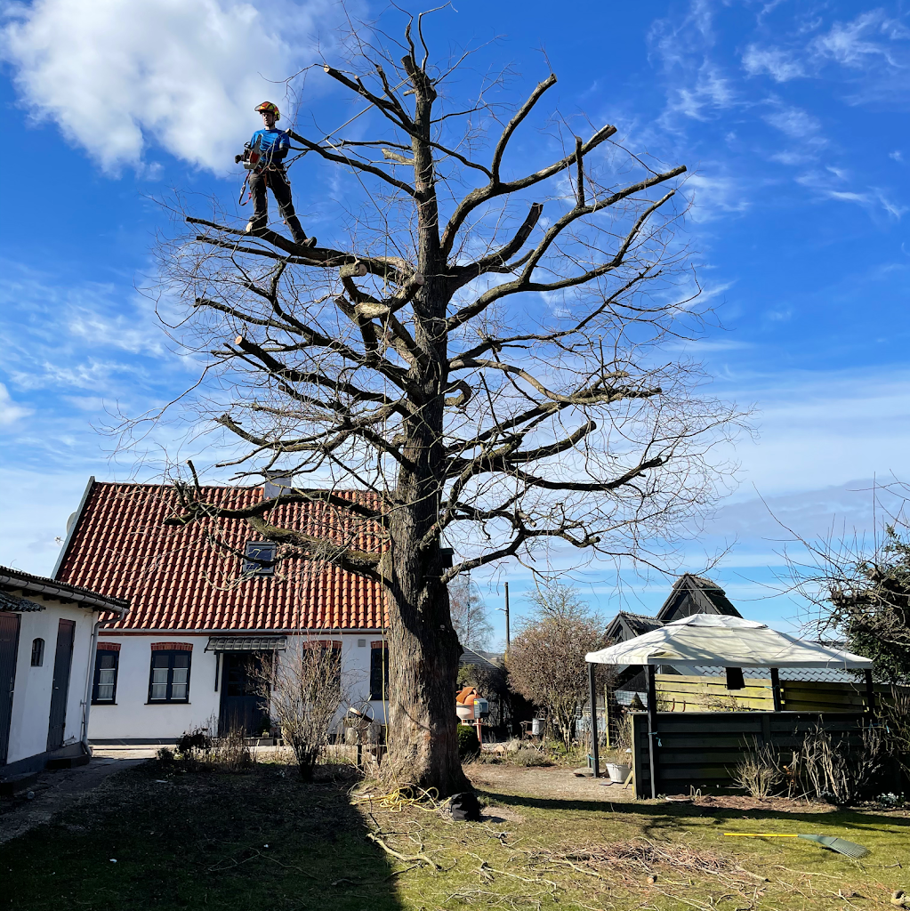 skovhuggeren-i-nordsjaelland-aps-0.jpeg