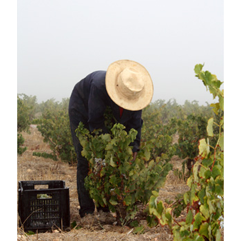 soendersoe-wine-gourmet-9.jpeg