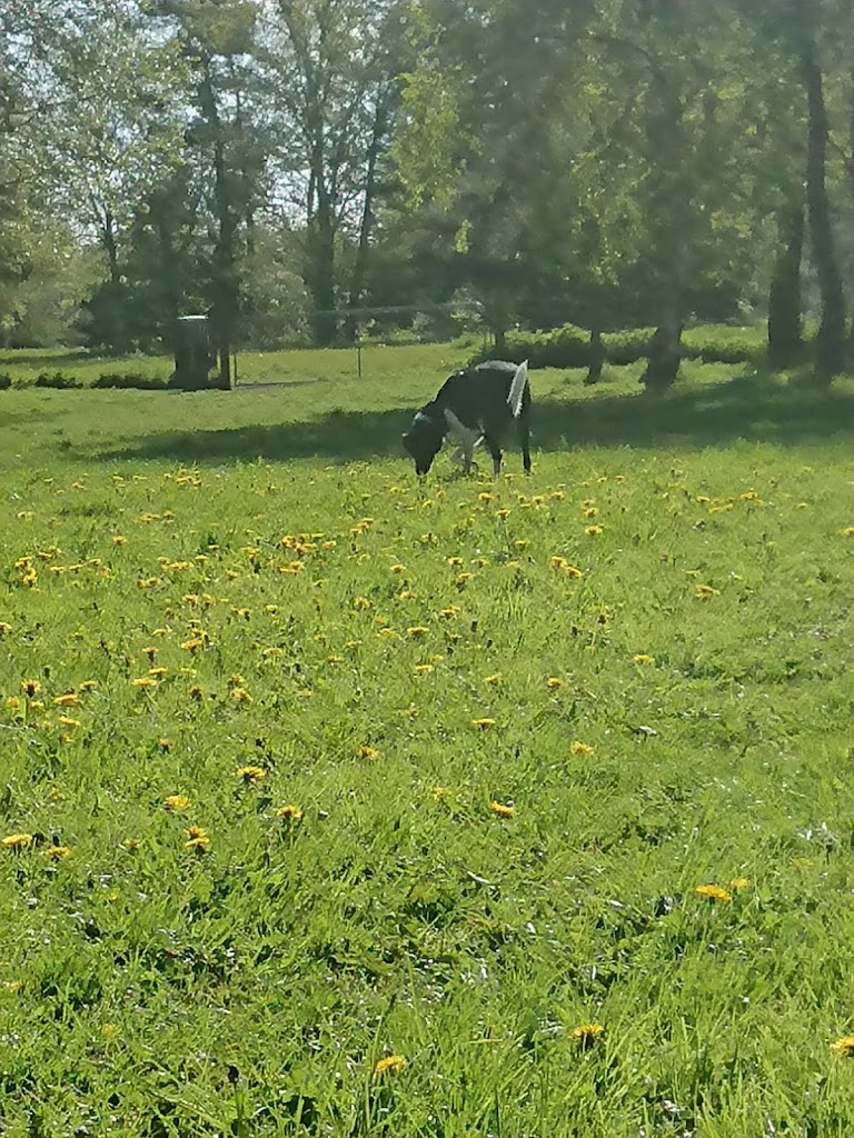 hundepark-koge-0.jpeg