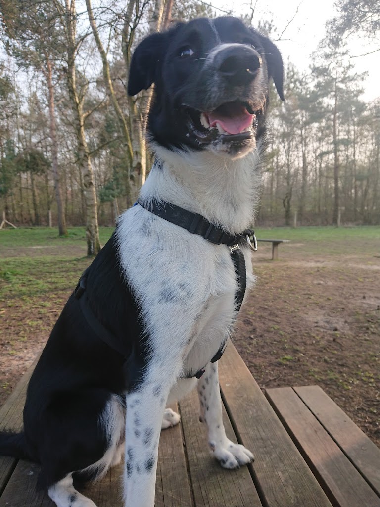 hundepark-koge-4.jpeg