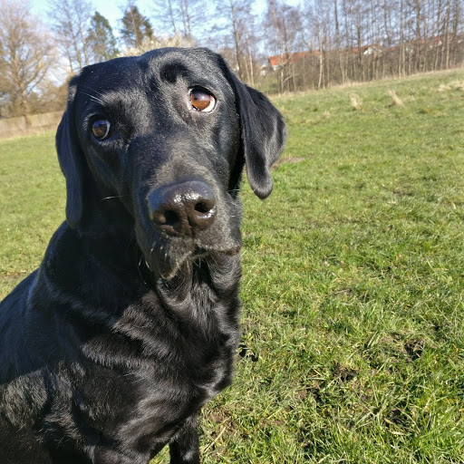 Danish Retriever Club dog training