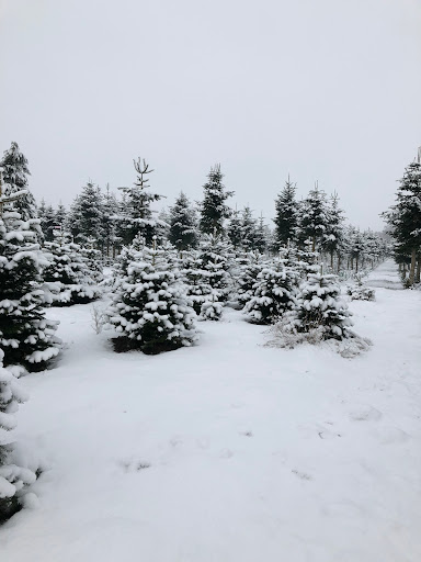 Juletræer På Sandet