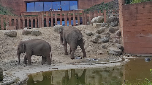 Viewpoint to the Zoo's elephants