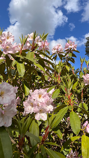 Rhododendronparken